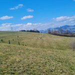 2024-03-12_suchaktion miesenbach_016